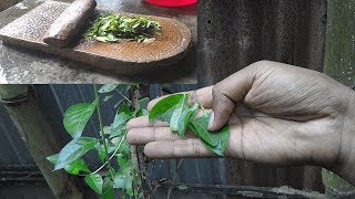 traditional Mehndi henna leaves paste for hair/ Making fresh henna mix for Hair/ in my village life