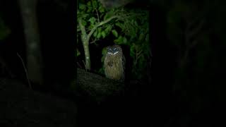 Download Lagu Owl eyes view at night MP3