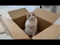 届いた段ボールは全部自分の猫ベッドだと勘違いしてる猫が毎回こうなっちゃいますw