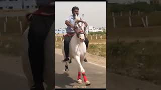 அந்த சத்தம் ! mersal horse riding #shorts #horseriding #pet