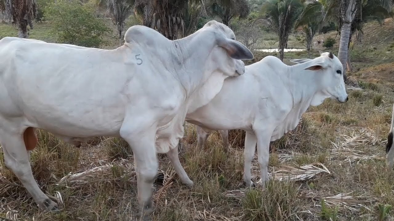 Homem comendo a vaca