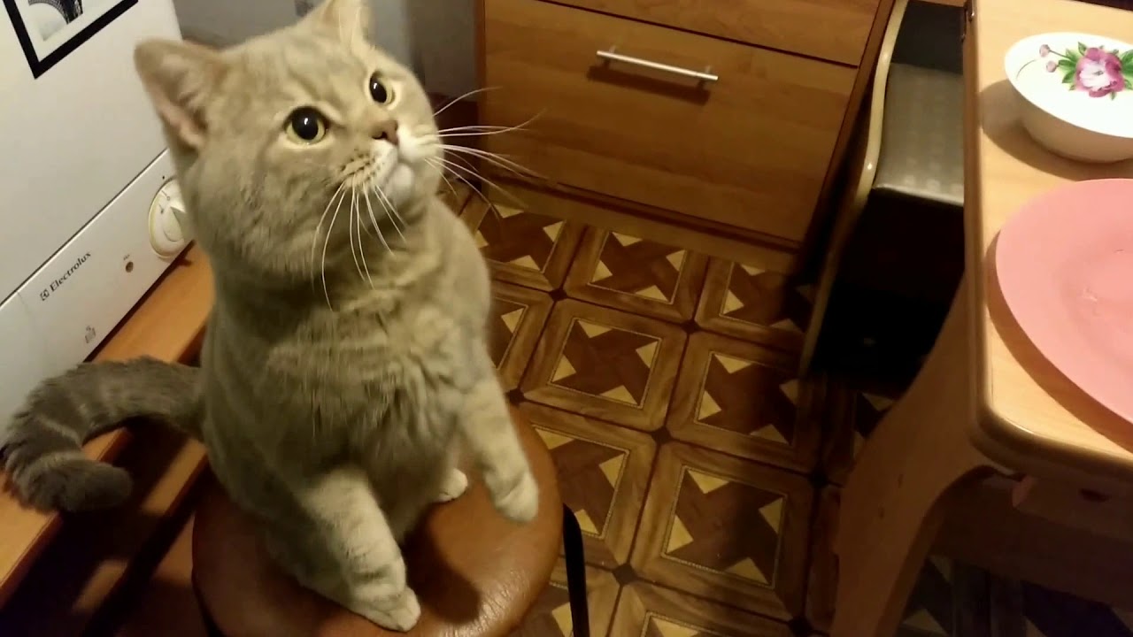 Кот говорящий мама. Говорящие коты. Видео говорящие коты. Видео говорящие коты приколы.