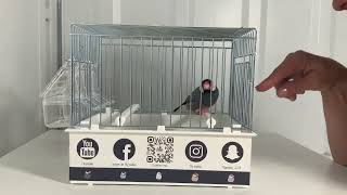 Les Gestes Interdits Toucher La Cage De Son Padda Apprivoisé