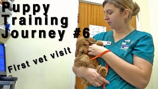 First Vet Visit With a Puppy. A Positive Start. #6