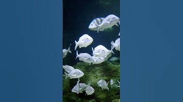 Do not fear failure but rather fear not trying#aquarium #fish #shorts #trending #fish #fishingvideo