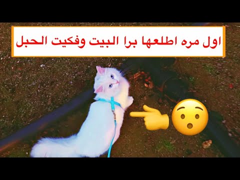 فيديو: هل وضع كلبك أو قطك في المنزل خيارًا؟