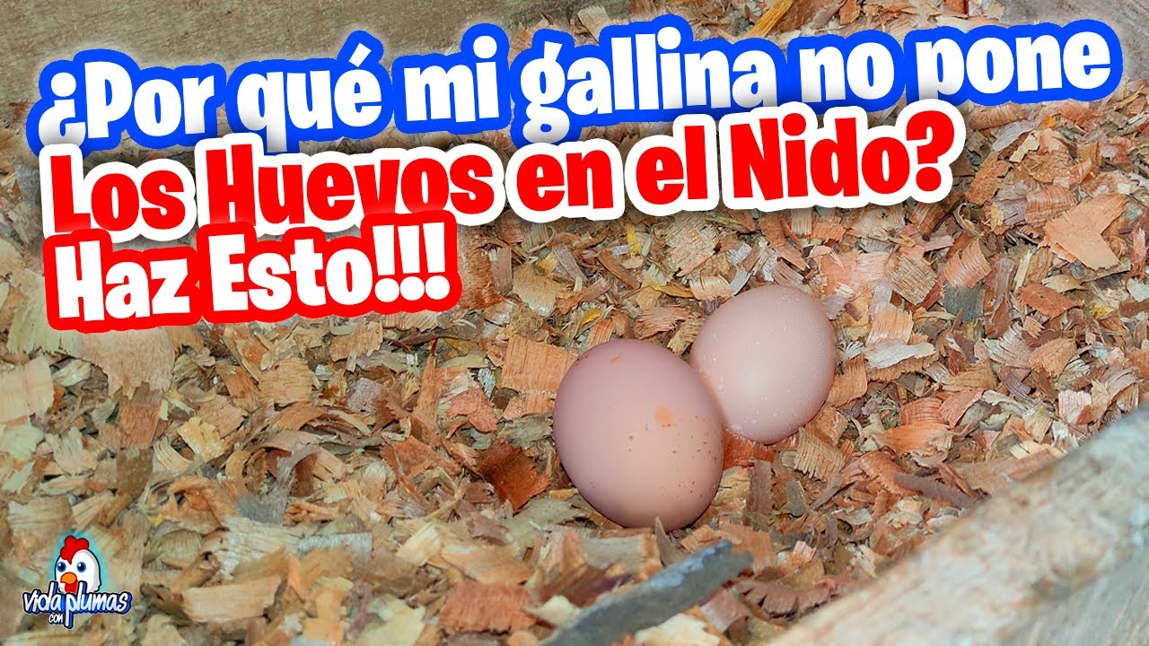 Como Hacer que tu Gallina ponga los Huevos en su Nido?🐔🥚 Fácil y Rápido