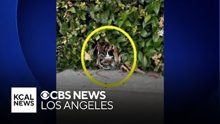 Celebrity Camouflaged camera found hidden across street from Arcadia home Net Worth