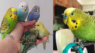 Funny Parrots Videos Compilation cute moment of the animals - Cutest Parrots #4