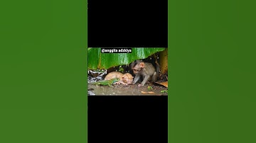 anak kucing dan monyet bertemu bunglon #cat #catshorts #monkey #kitten #meow #kucing #shorts