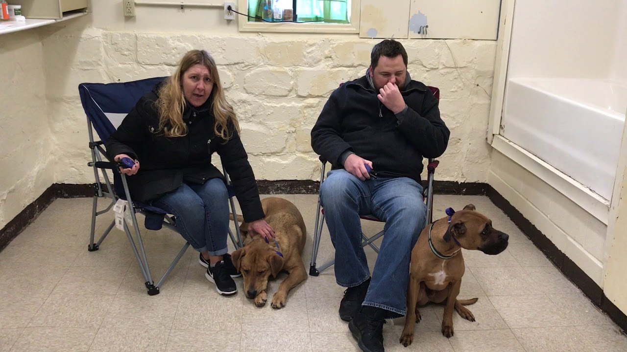 BOWIE/ZUES OWNER'S TESTIMONIAL puppy training crate schedule