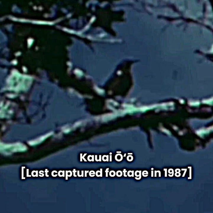 Last footages of extinct animals #edit #prehistoricanimal #extinctanimal