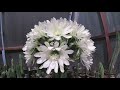 Supposedly Trichocereus Cordobensis in mega super blooming craziness!