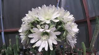 Supposedly Trichocereus Cordobensis in mega super blooming craziness!