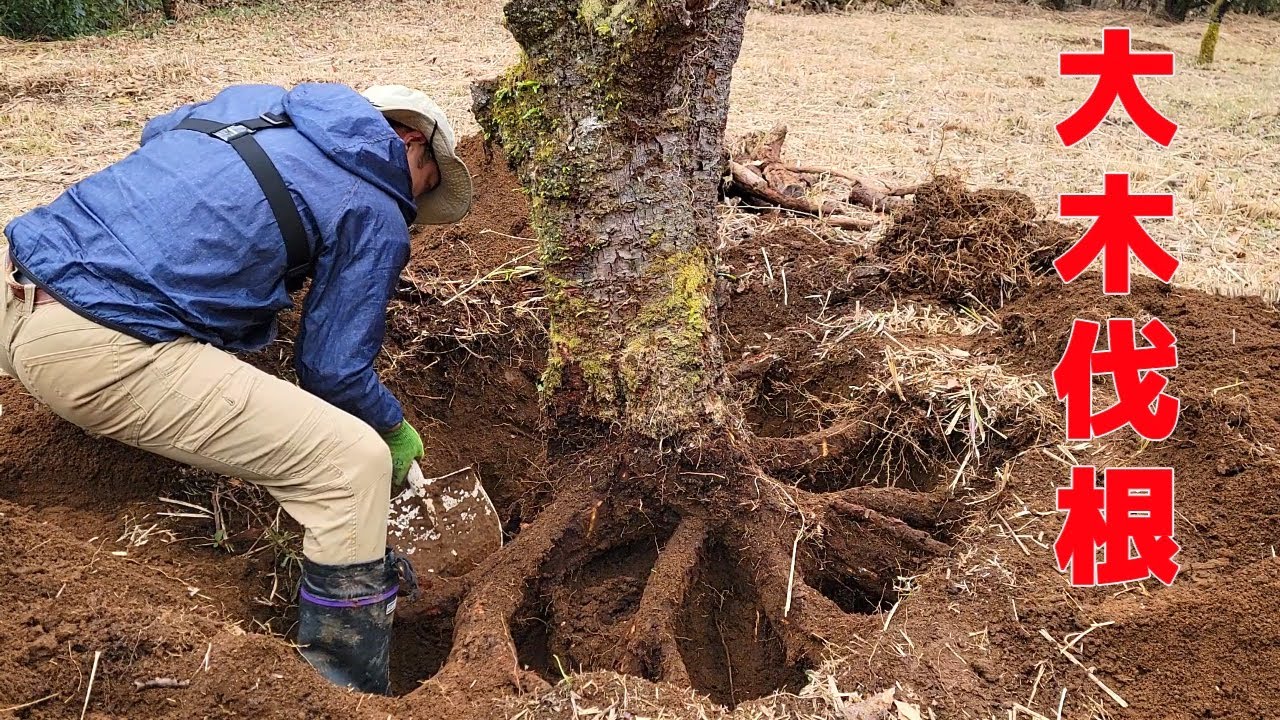 桜の山復興#28】直径50cmの切り株を人力伐根で挑戦してみた結果がこれ