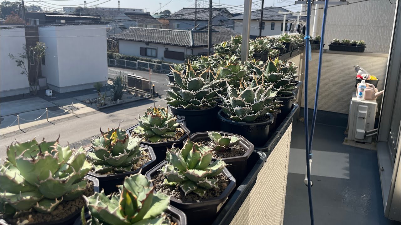 アガベ観察　日光浴