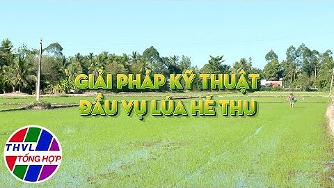 Nông nghiệp bền vững: Giải pháp kỹ thuật đầu vụ lúa Hè Thu