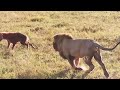 lion vs hyenas maasai mara