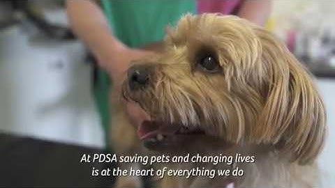 PDSA saving pets and changing lives thanks to PPL