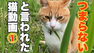 Cat and Old Man in the Mountains[Japanese cats]