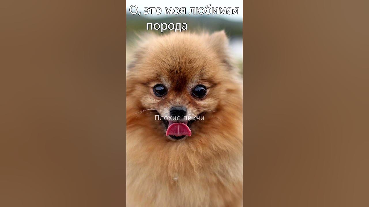 Моя любимая порода собак мем Home Smiling dogs, Cute dogs, Happy dogs