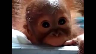 Baby Orangutan Found Alone On Palm Oil Plantation | The Dodo