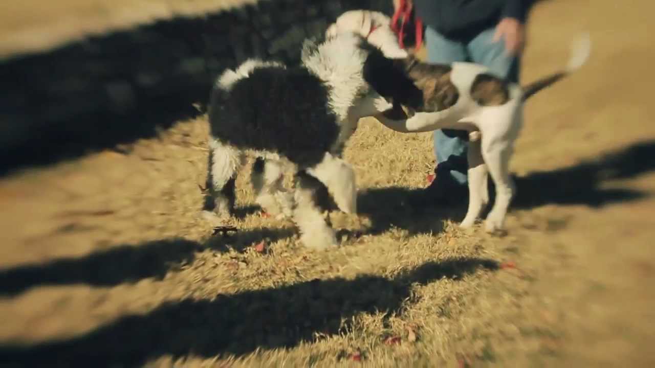 puppy paradise American Bulldog Plays Chase | The Daily Puppy