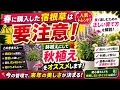【要注意】春に購入した宿根草はココで失敗します‼︎管理方法の注意点をご紹介します‼︎Ver621【カーメン君】【チューリップ】【球根】【宿根草】