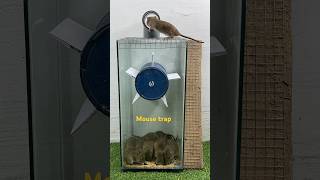 Good Homemade Mouse Trap Idea // Mouse Trap 2 #Rattrap #Rat #Mousetrap #Shorts