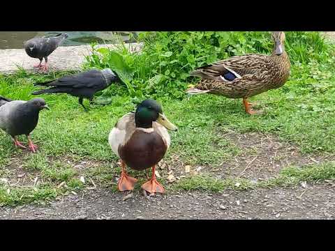 Utrecht, The Netherlands Ep.5.1 Science Park & Duck feeding
