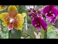 Trasplante de Orquídeas en floracion - técnica correcta para que no se mueran