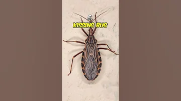 Top 5 Most Dangerous Flying Insects 