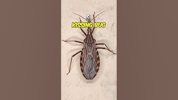 Top 5 Most Dangerous Flying Insects.