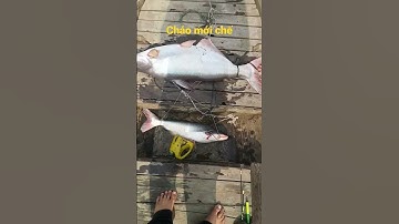 Thử cháo mới#caucatra #caucatrasong #moicaucatra,