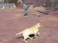 Dog Training - How to get your dog to come back when called 2 Dog Training - How to get your dog to come back when called 2
