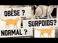 Evaluer le poids de son chat : Optimal ? en surpoids ? Obèse ? On vous donne la méthode #video #cat 