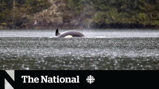 Rescuers using AI to try and rescue stranded orca calf in B.C.