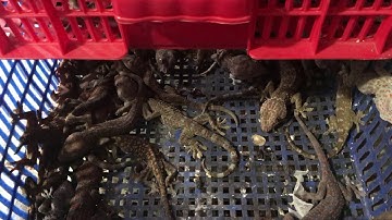 Tắc kè giống nhà Hậu | tắc kè Phúc Hậu - 0913398911