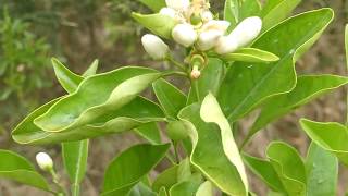 Semi-Dwarf Mandarin Tree