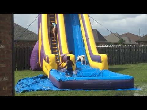 An adorable Labrador dog overtakes children to slip down water slide