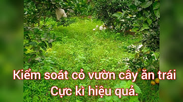 Cách cắt cỏ vườn cây hiệu quả.
