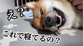 犬面白動画 Youtube
