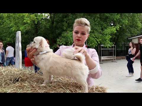 Фестиваль PET SHOP DAYS 2019