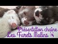 Prsentation de la chane  les furets malins