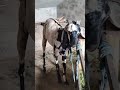 Bakra eid mubarak shorts