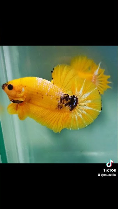 tik tok ikan cupang