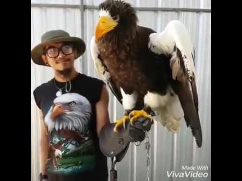 The Steller's Sea Eagle sounds like a dinosaur!! At up to 20lbs, the
