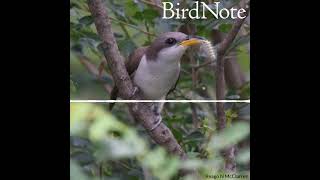 Yellow-billed Cuckoo — Rain Crow