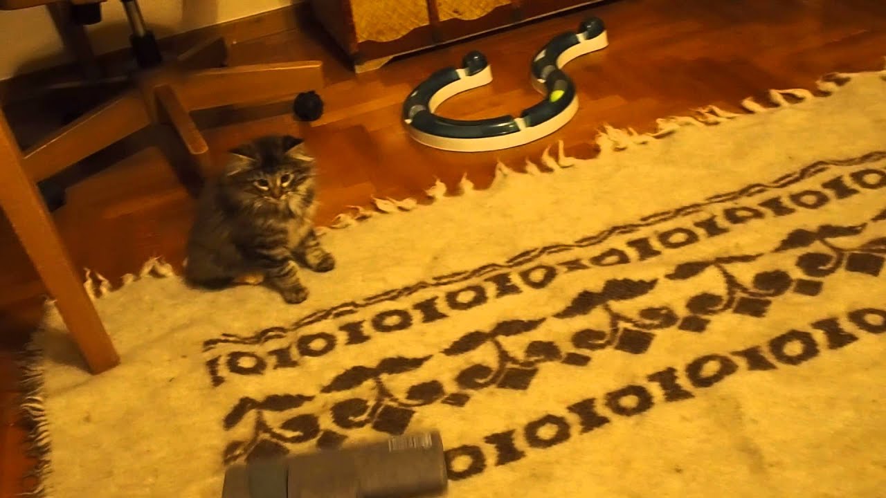 Kittens being afraid of vacuum cleaner.Not. (bring volume down) YouTube