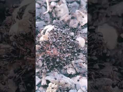 حصري سبحان الله اجتماع النمل على وجبة غذائية النمل الحشرات النملة 